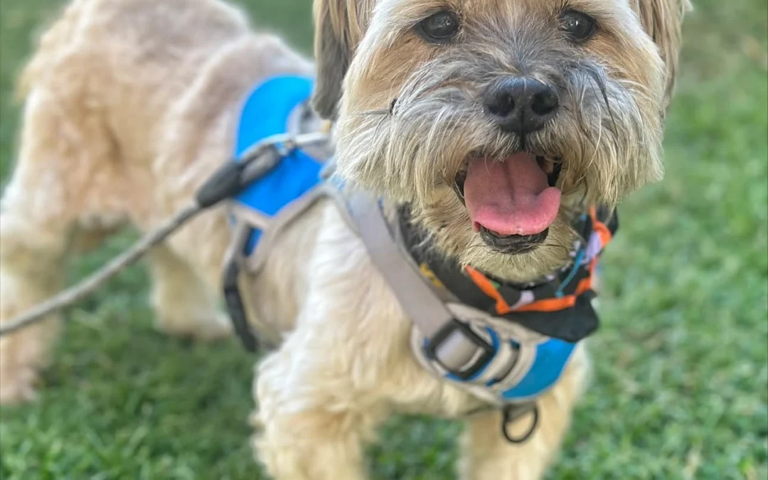 Oscar