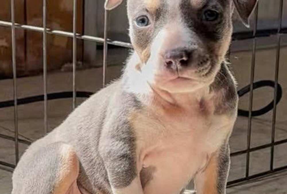 Lainey (Adoption Pending)