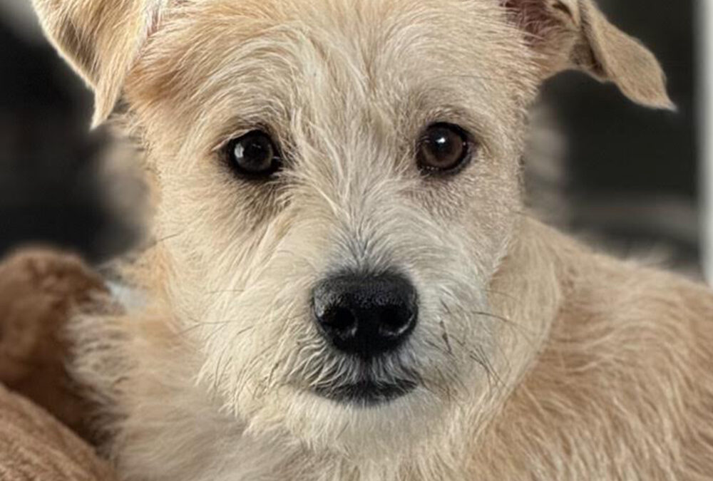 Oliver (Adoption Pending)