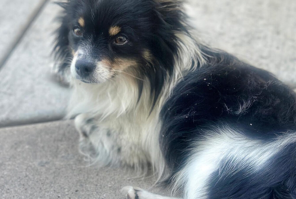 Coop (Adoption Pending)
