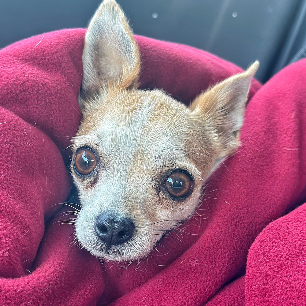Penny