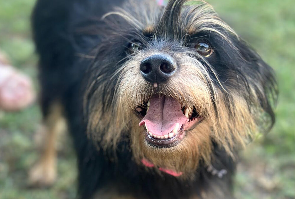 Tiki