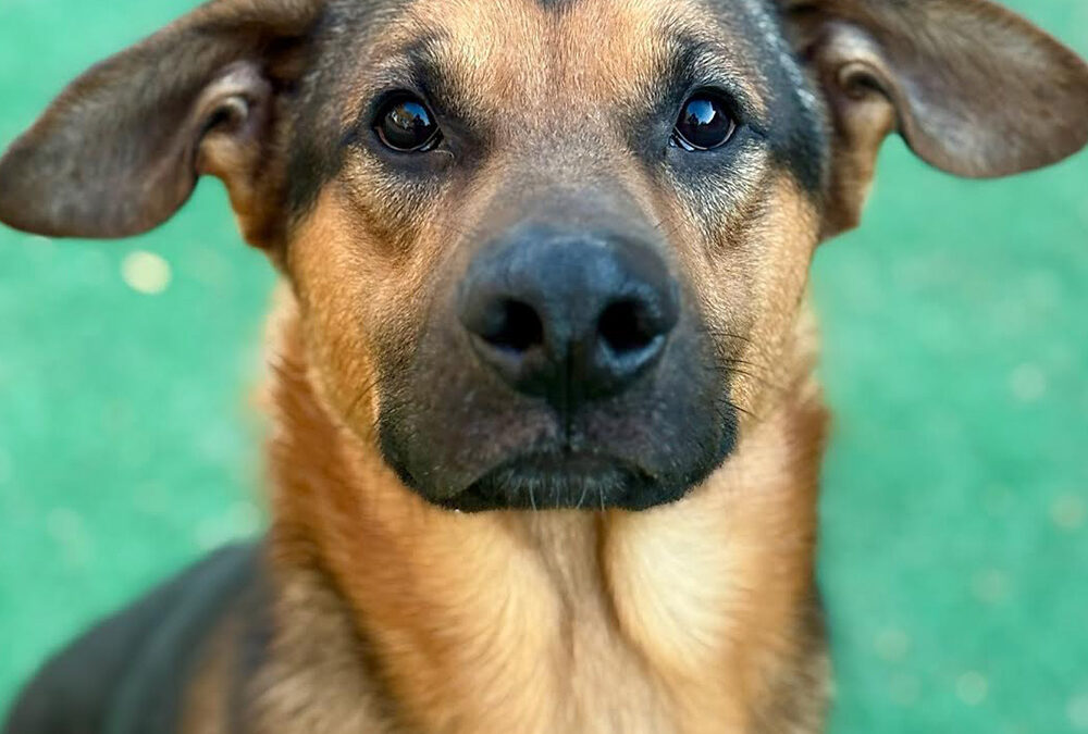 Knox