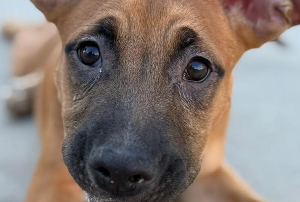 Kona