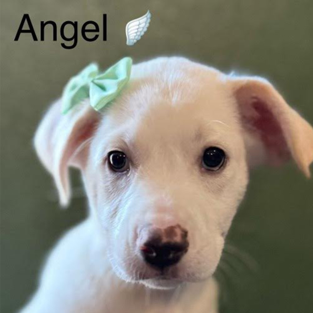 Angel