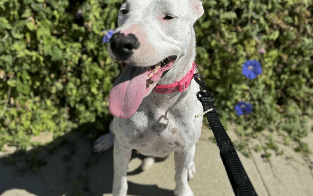 Francine