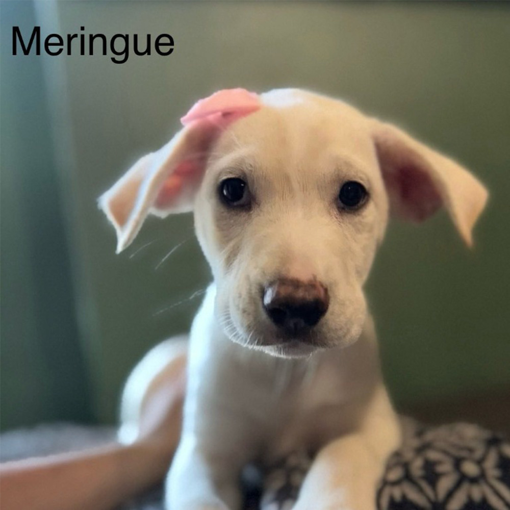 Meringue