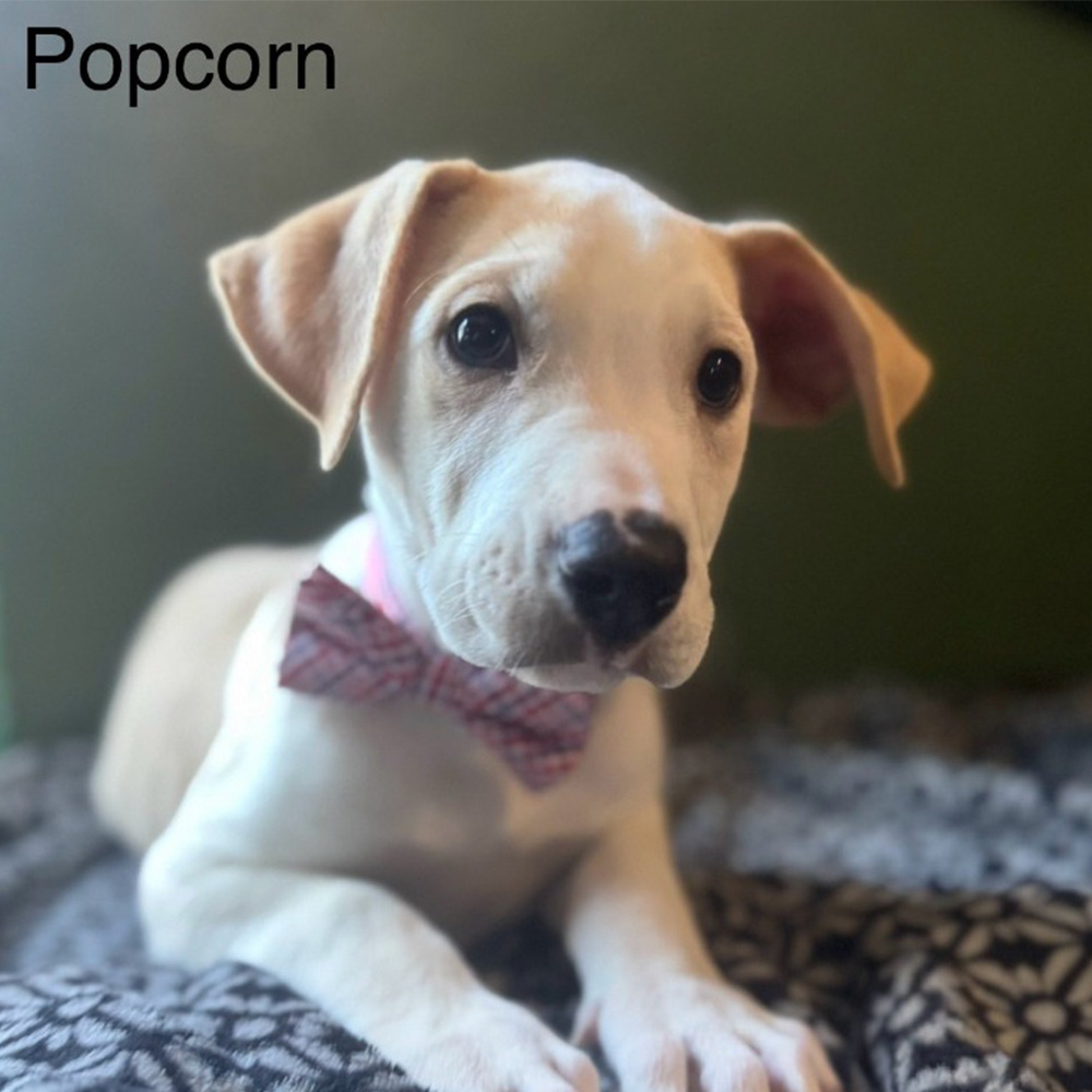 Popcorn
