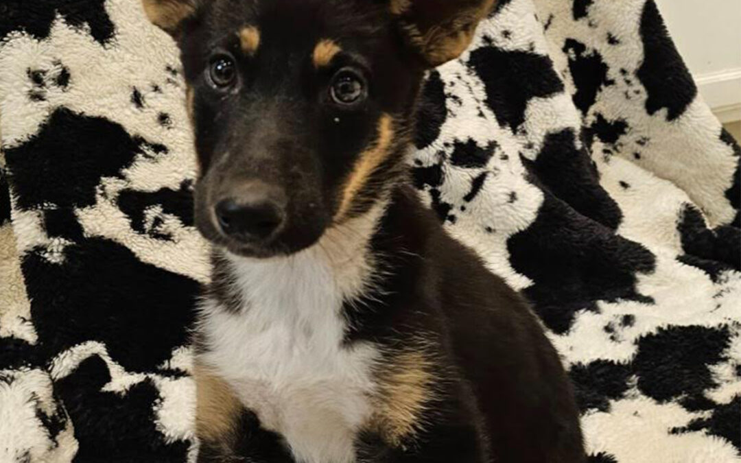 Delilah