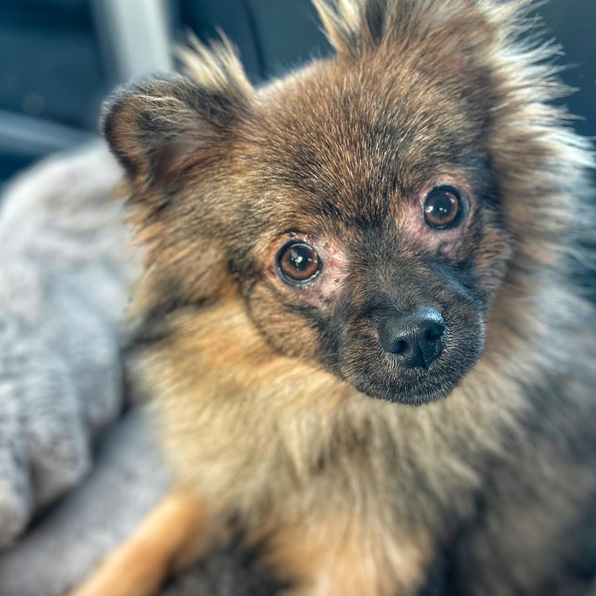 Willow