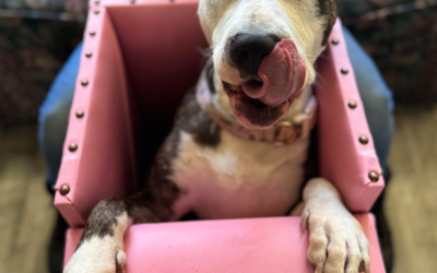 Getting To Know Scarlet