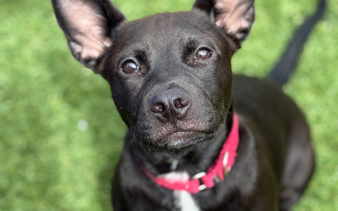 Pepper